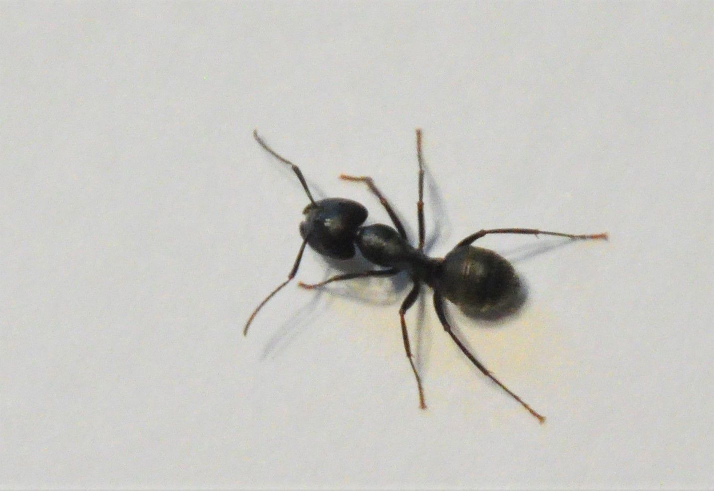Carpenter ant